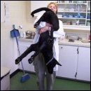 반려견 하임리히법 이미지