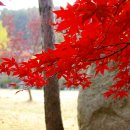 금광농원 이미지