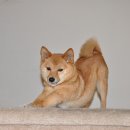 로얄동물메디컬센터 강동 이미지