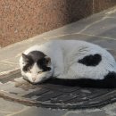 정현악기 이미지