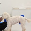 프릿토핏 이미지