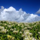 제주 토끼섬 문주란자생지 이미지