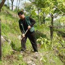4월 22일 금호2.3가동 새마을 금호산 유실수단지 감나무심기및 살충제 살포 이미지