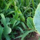 영찬농장 이미지