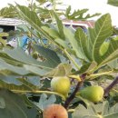 나무네농장 이미지