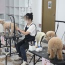 사람과 애견미용 이미지