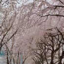 안천중학교 | 금천구 벚꽃 명소 안양천, 금천구청역부터 독산역까지 코스 🌸