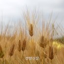 금빛농장 이미지