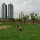 보리밭 이미지