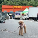 만물의거리 | [용인] 애견동반 이색데이트 : 없는게 없는 만물도깨비경매장 탐방