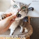 고양이 이빨과자 덴티치카 덴탈 비스켓 급여 후기
