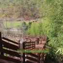 개랭이고들빼기마을 이미지