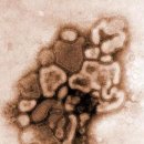 신종 인플루엔자 A(H1N1)_(돼지 독감, SI) 증상 및 예방법 이미지