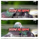 2025년 3월부터 비둘기 먹이주면 벌금 낸다 이미지