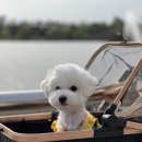 초이스펫 이미지