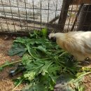 양림농장 이미지