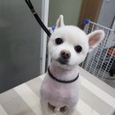 비비드그루밍 이미지