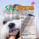 SAC 2024 애견미용 일반고 위탁교육 접수 모집 중 이미지