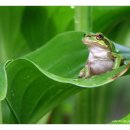 청개구리 이미지