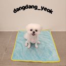 애견미용실 이미지