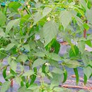 대관령푸른솔펜션2 이미지