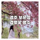 보문정 | [경주] 보문정 겹벚꽃 명소 경주 인생샷 겹벚꽃 개화시기 뚜벅이 여행