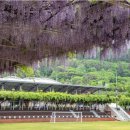 등나무 운동장 이미지