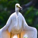 White Heron and family 이미지