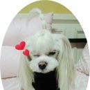 러블리몽몽 네이버블로그