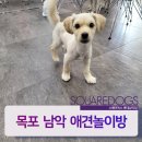 스퀘어독스롯데