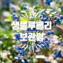 생블루베리 1kg 보관법과 세척법 총정리 | 치유농업자원_9
