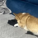 사랑해약국 이미지