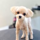 Grooming574 이미지