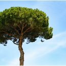 나무랑 풀이랑 이미지