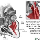 동물병원닥터스 이미지