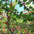 성주관광주유소 이미지