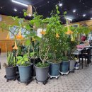 진안팥칼국수 이미지