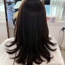 크리스탈 반려견미용실 | 수유역미용실 추천! 어반트랜드헤어 수유역점 헤어클리닉 후기