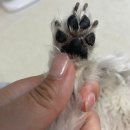 펫케어 | 강아지습진, 강아지발바닥 보습 에르모사펫 멀티케어펫크림 후기