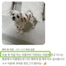 강서동물병원 | 미용 거부당한 이유와 해결 방법 [강서하이 미용실] - 청주 가경동 동물병원 강서하이 동물병원