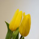 화훼장식기능사(중급) 이미지