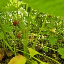 큰골농원 이미지