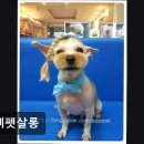 삐삐 펫살롱 | {부천, 강아지, 고양이, 애견미용, 추천!) 삐삐펫살롱 부천 애견미용, 맞춤 케어 제공