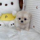 드림독 | 청라강아지분양 알아보다가 다녀온 하루, 드림독 인천점 후기 🐾