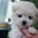 엔젤인독스 | 울산강아지분양 귀여워서 심쿵