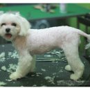 쁘띠 펫 살롱 이미지