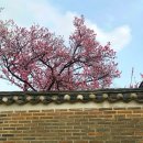 11650-16-157-24 | [창덕궁 벚꽃•홍매화] 4월 서울 벚꽃 명소 추천🌸 개화시기, 주차, 포토존 후기