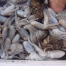 서해쭈꾸미 이미지