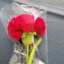 코알라액팅잉글리시영어교습소