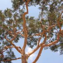 여우목로 이미지